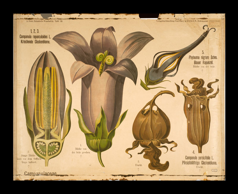 Tafel 38 Campanulaceae